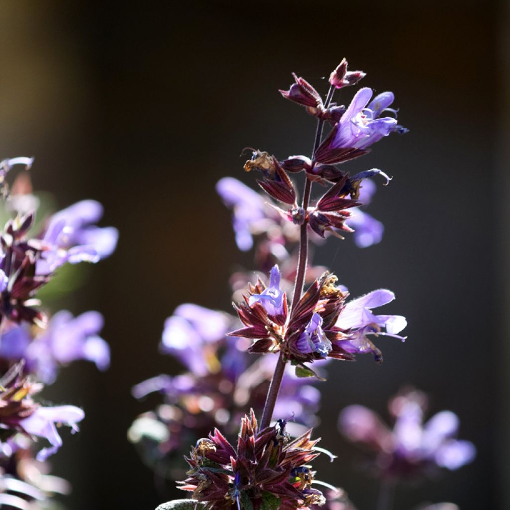 Salvia officinalis Purpurascens