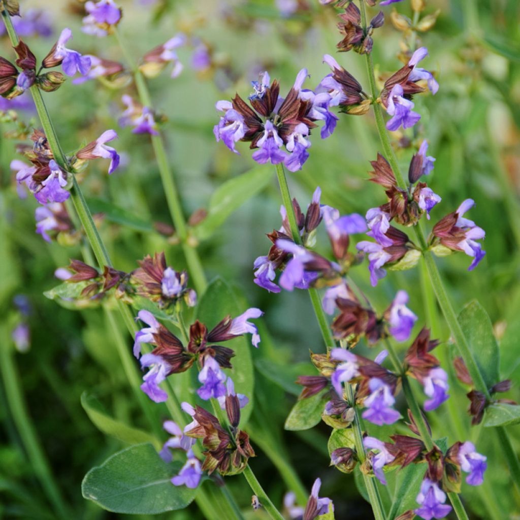 Salvia officinalis