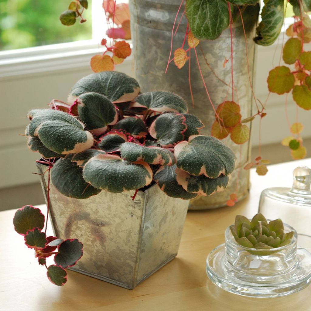 Saxifraga stolonifera Variegata - Creeping saxifrage
