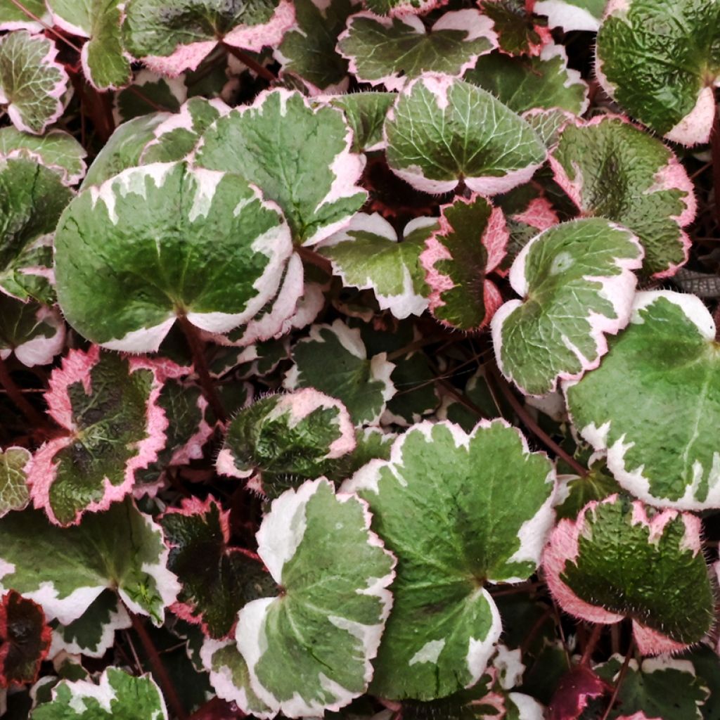 Saxifraga stolonifera Variegata - Creeping saxifrage