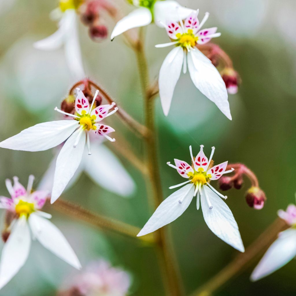Saxifraga stolonifera Variegata - Creeping saxifrage