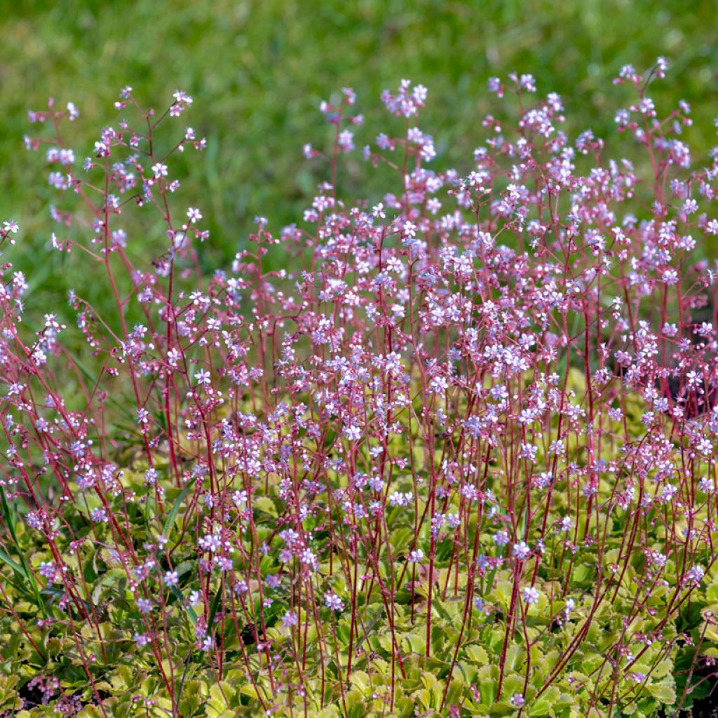 Saxifraga x urbium