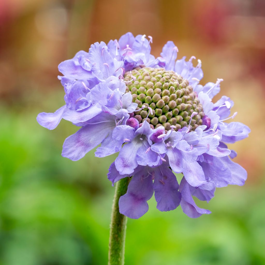 Scabiosa columbaria Butterfly Blue