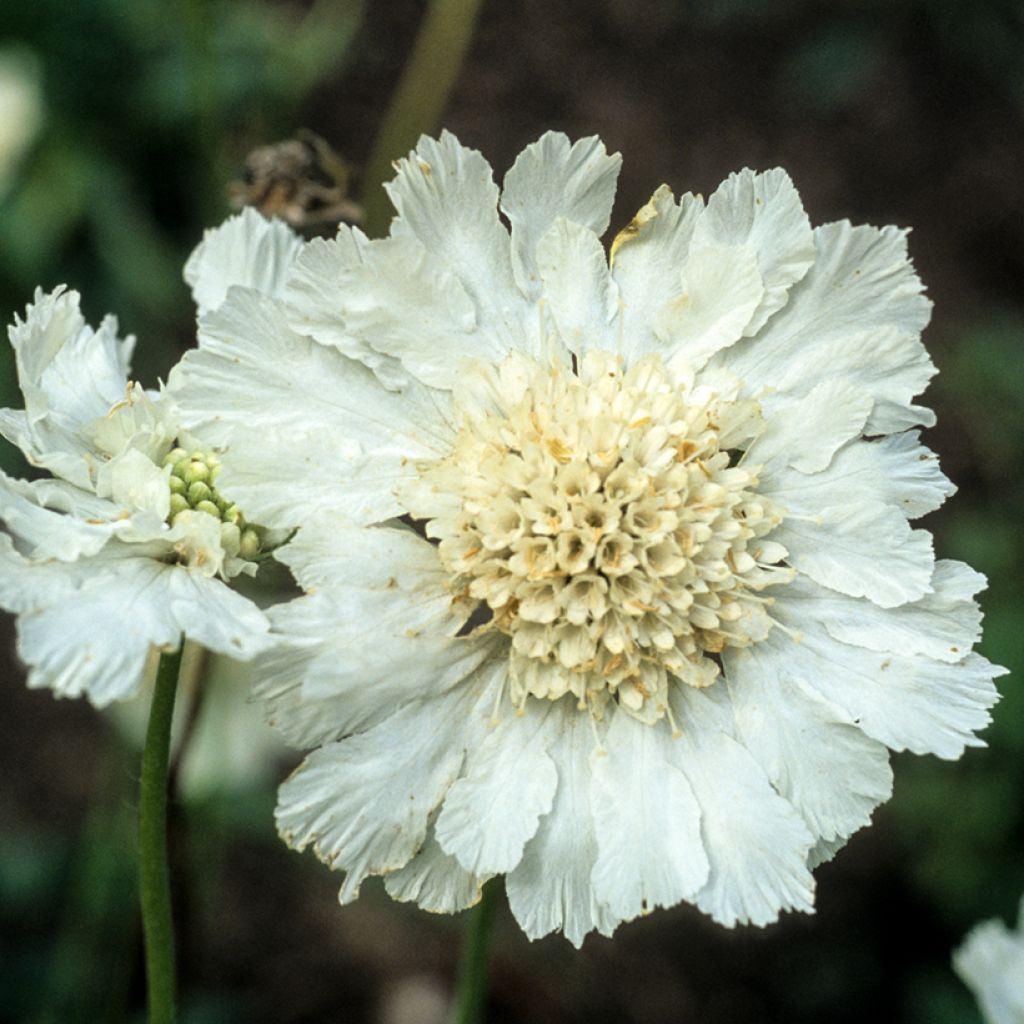 Scabiosa caucasica Alba