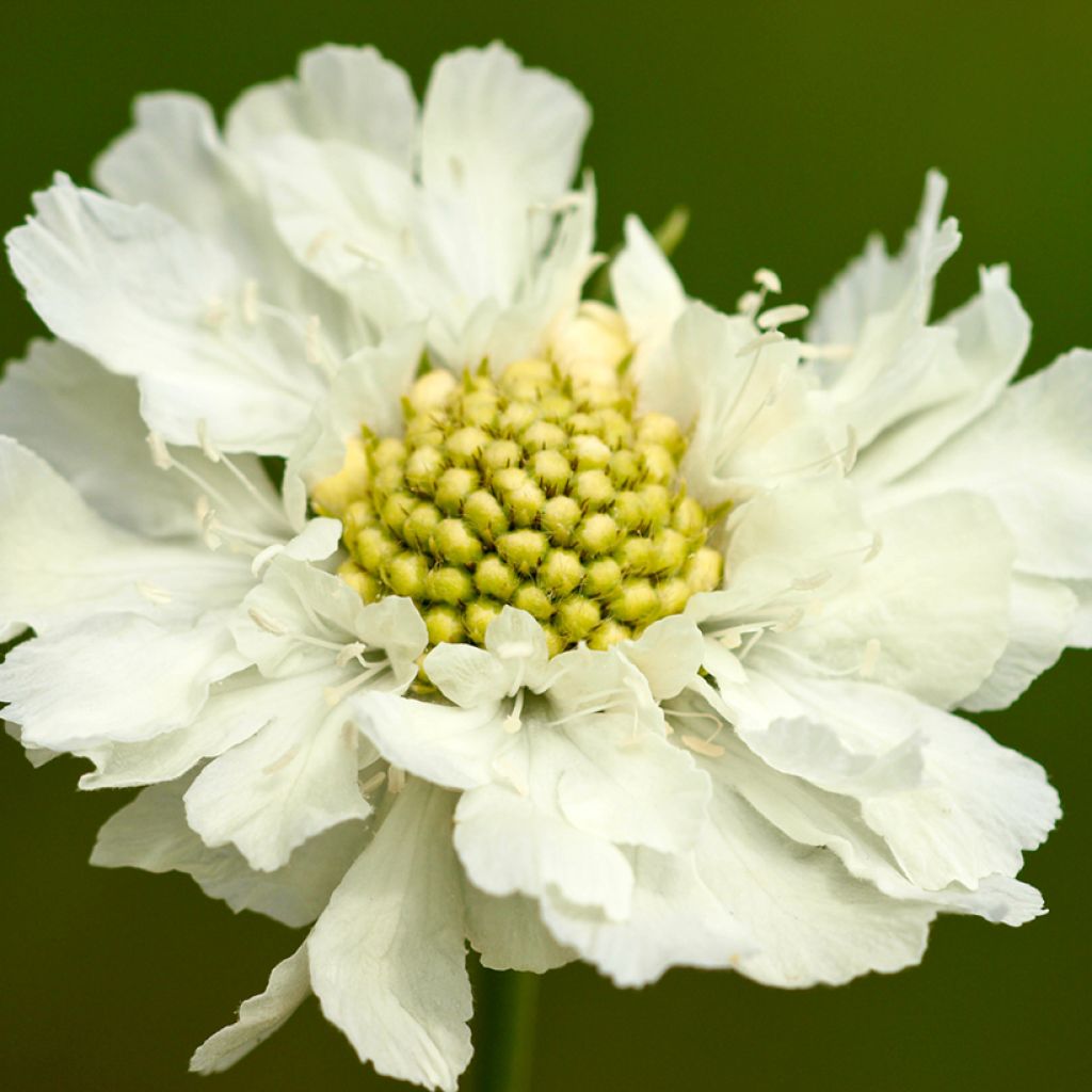 Scabiosa caucasica Alba