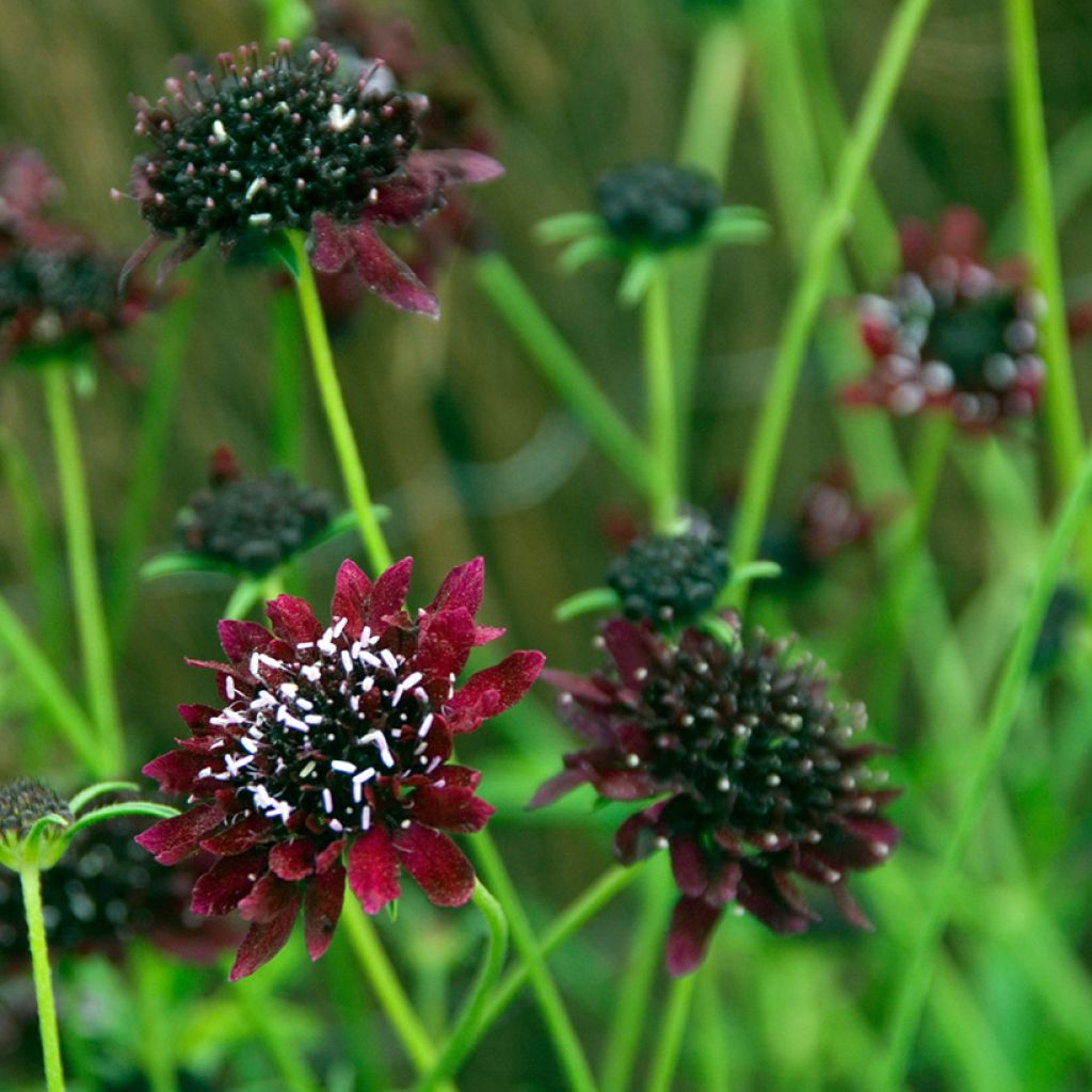 Scabiosa atropurpurea Chile Black