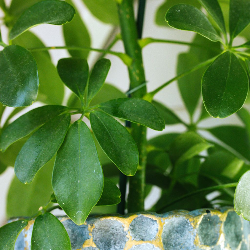 Schefflera arboricola - Petit arbre-ombelle, Arbre-ombrelle nain, Scheffléra, Arbre-parapluie, Parasol, Arbre du bureau