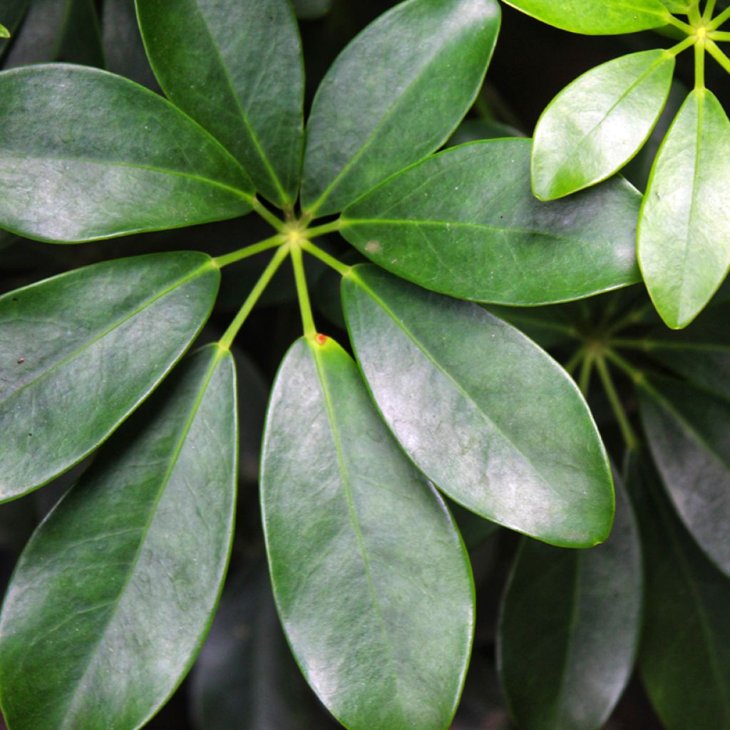 Schefflera arboricola - Petit arbre-ombelle, Arbre-ombrelle nain, Scheffléra, Arbre-parapluie, Parasol, Arbre du bureau