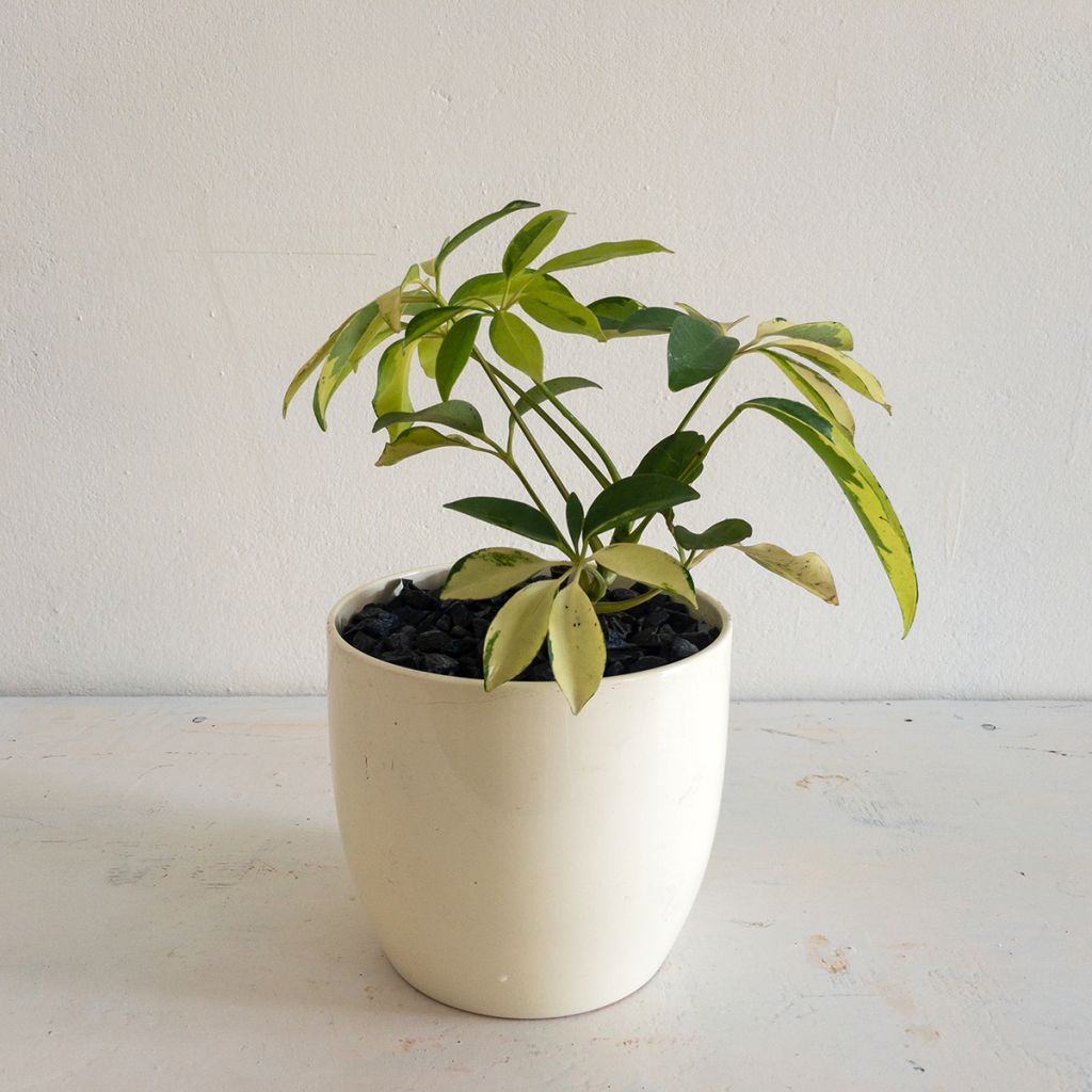 Schefflera arboricola Madame De Smet - Variegated umbrella tree