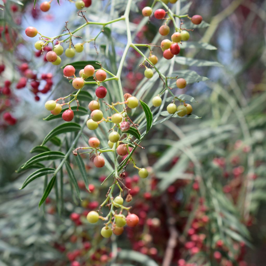 Schinus molle - Faux-poivrier, Poivrier sauvage 