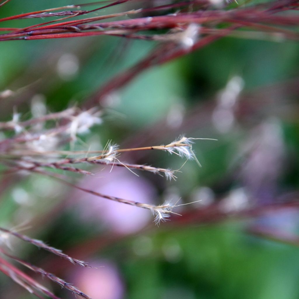 Schizachyrium scoparium Blue Heaven