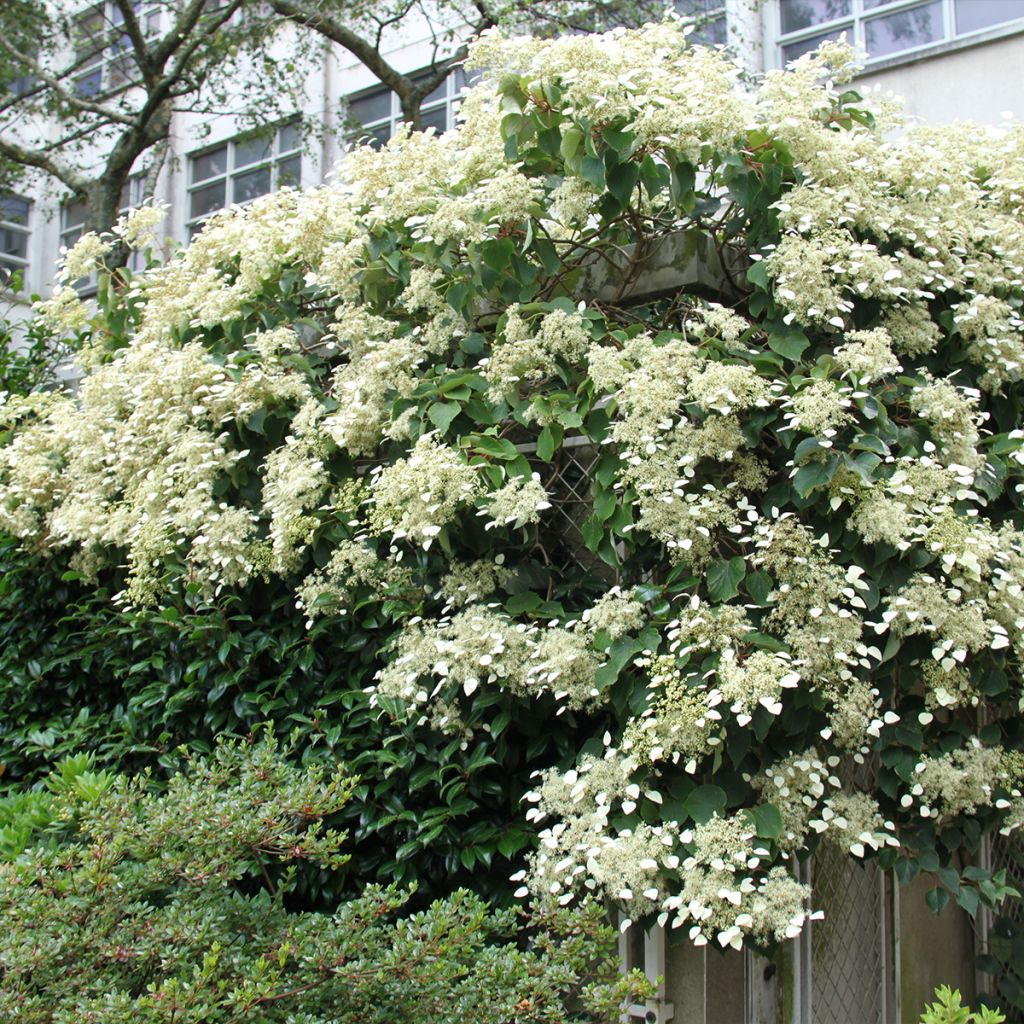 Schizophragma hydrangeoides Red Rhapsody