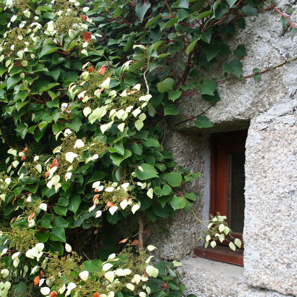 Schizophragma hydrangeoides Red Rhapsody