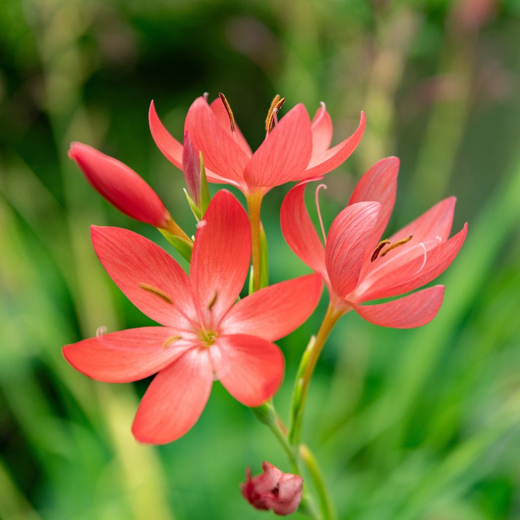 Schizostylis coccinea - crimson flag lily