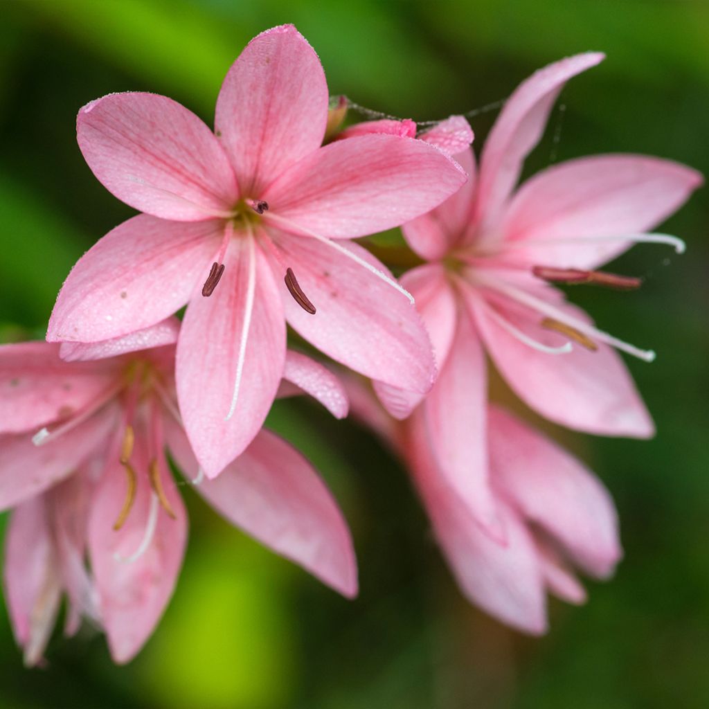 Schizostylis coccinea Rosea