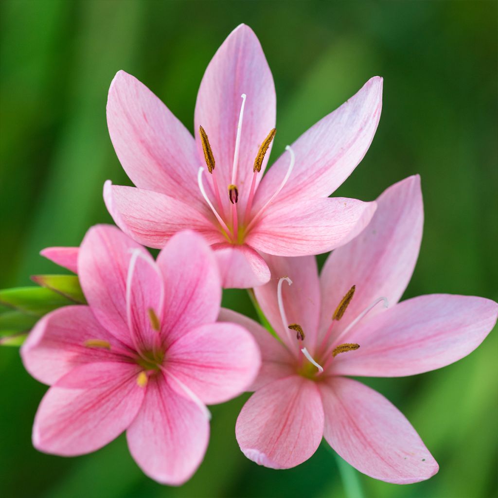 Schizostylis coccinea Rosea