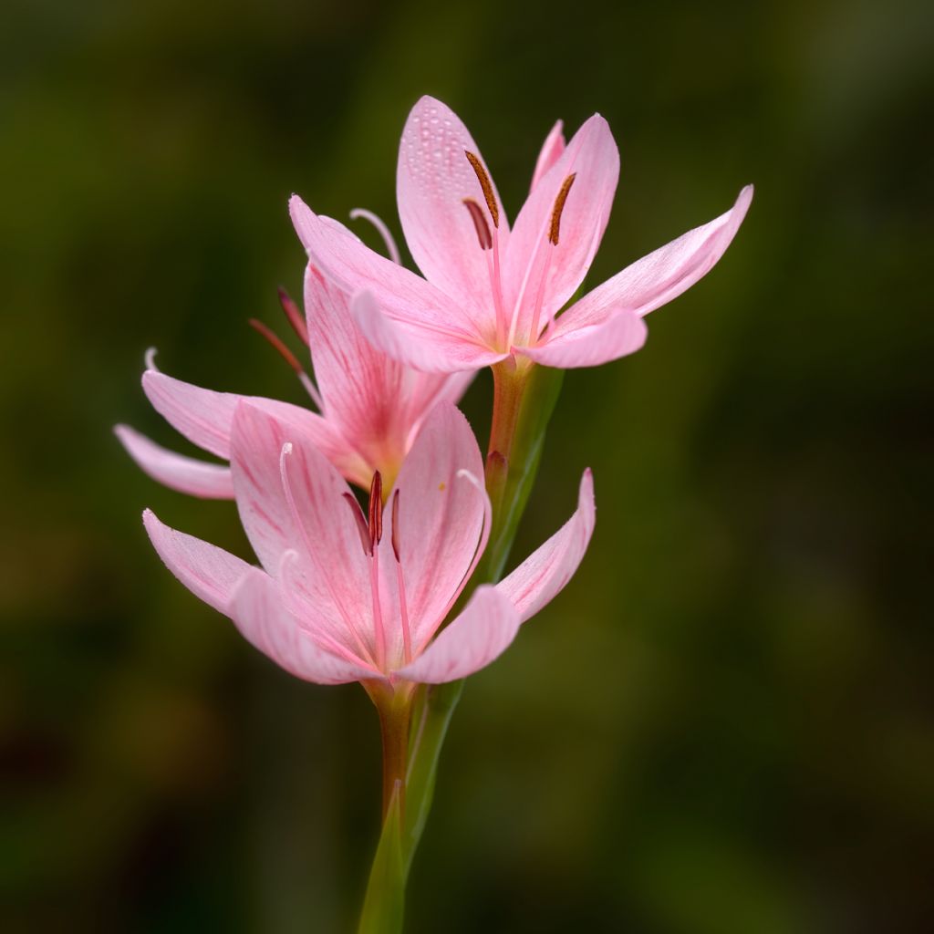 Schizostylis coccinea Rosea