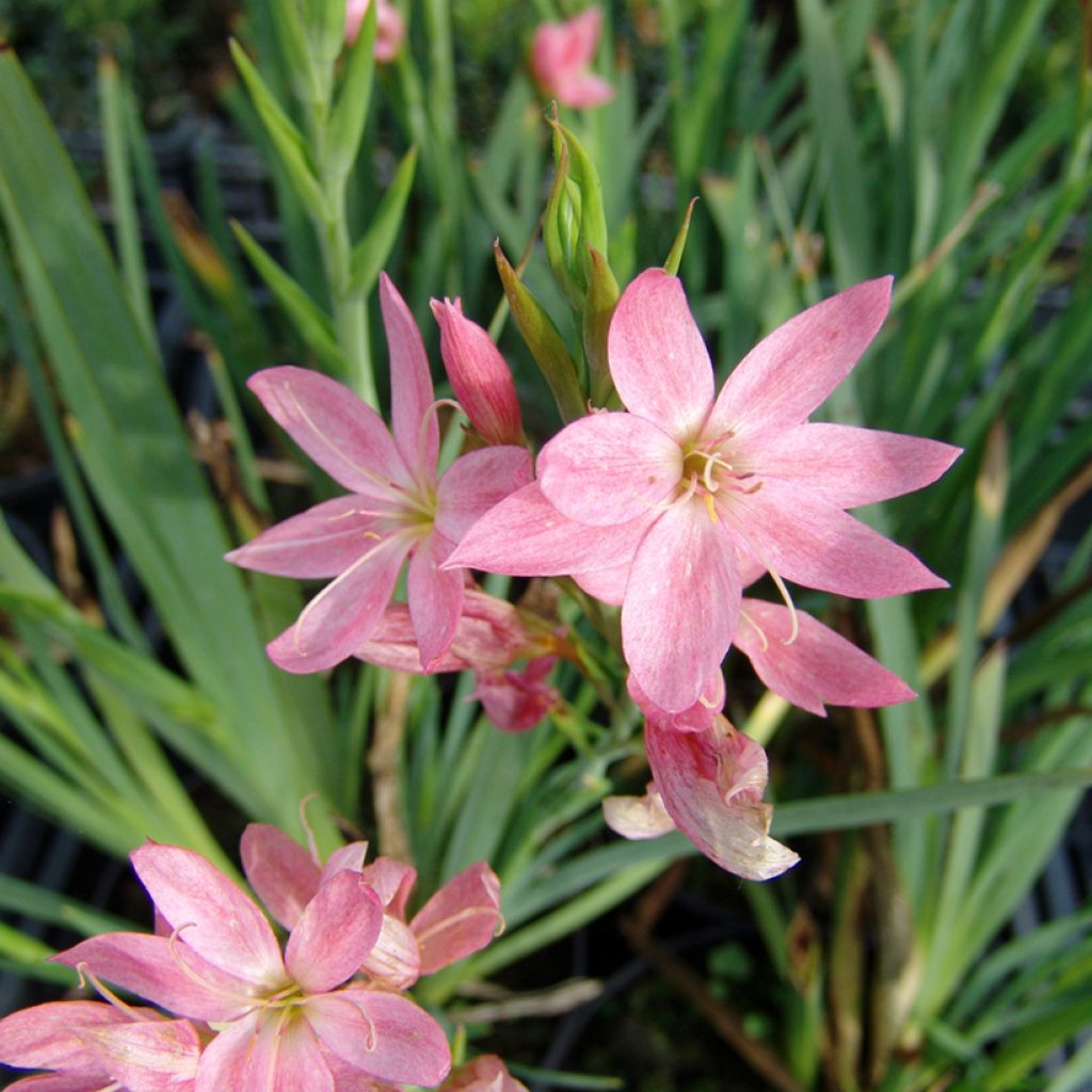 Schizostylis coccinea Rosea