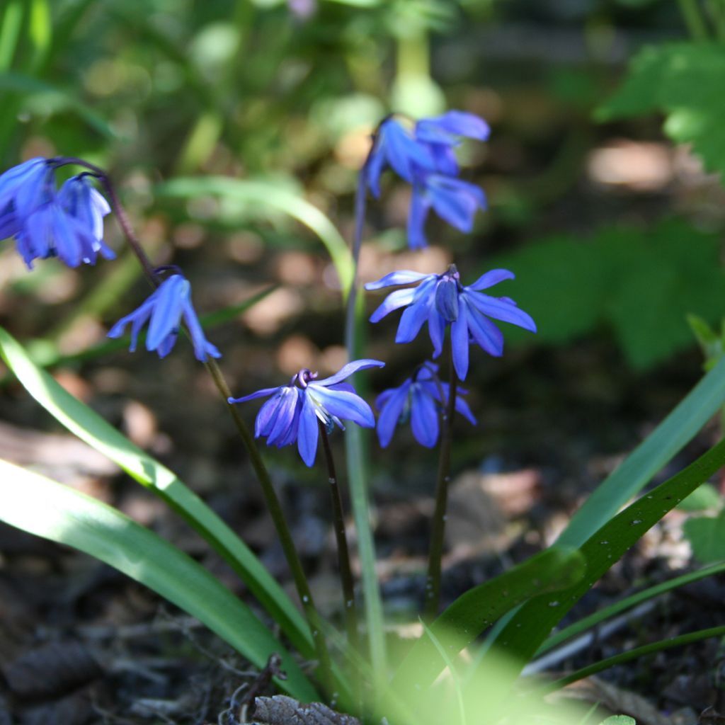 Scilla siberica 