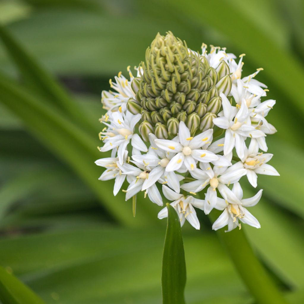 Scilla peruviana White Moon