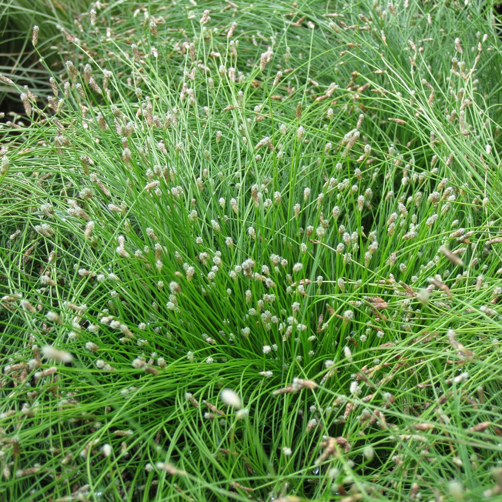 Scirpus cernuus - Fibre Optic Grass