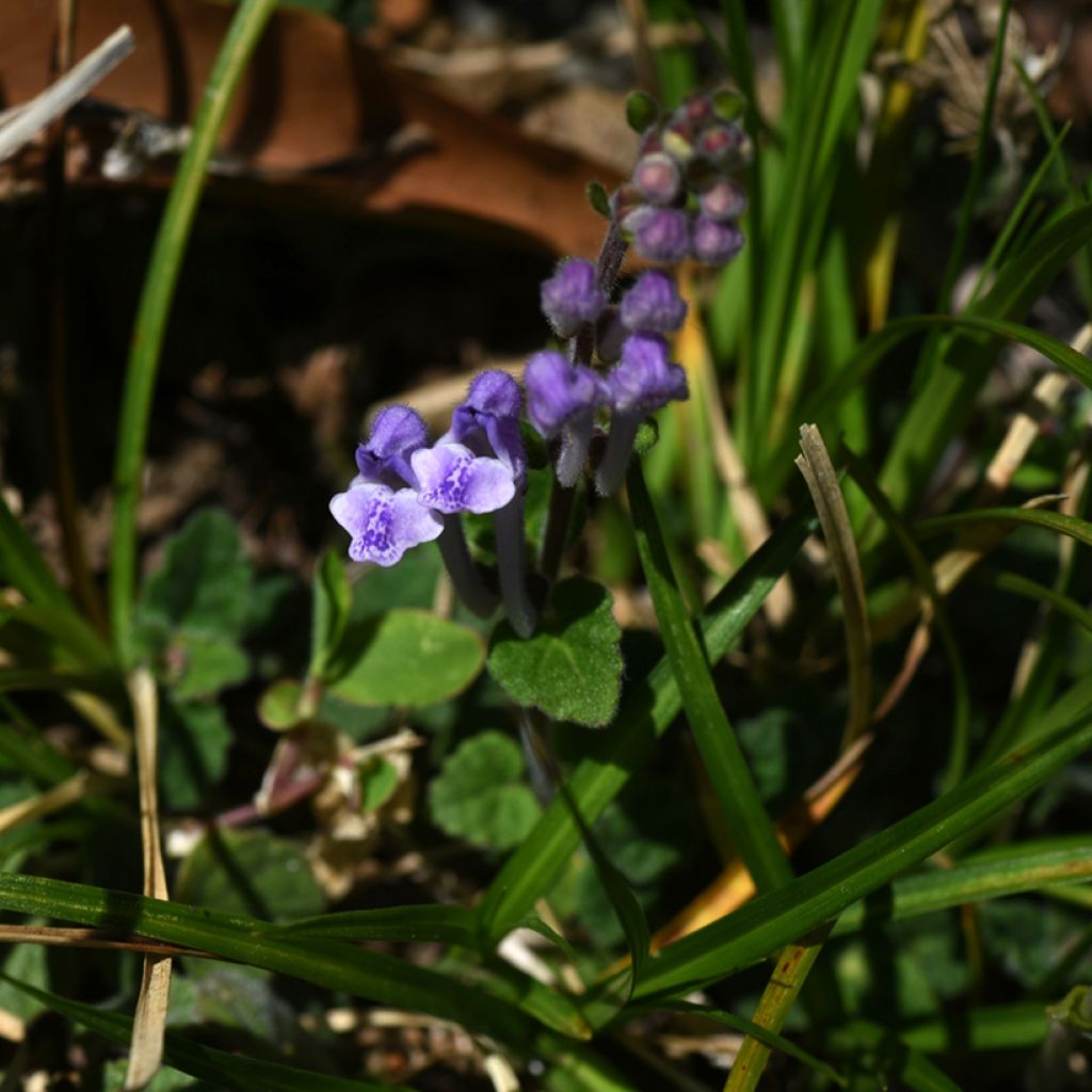 Scutellaria indica var. parviflora - Skullcap