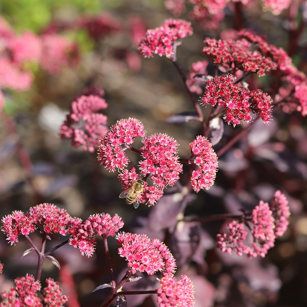 Sedum Mojave Jewels Diamond - Stonecrop