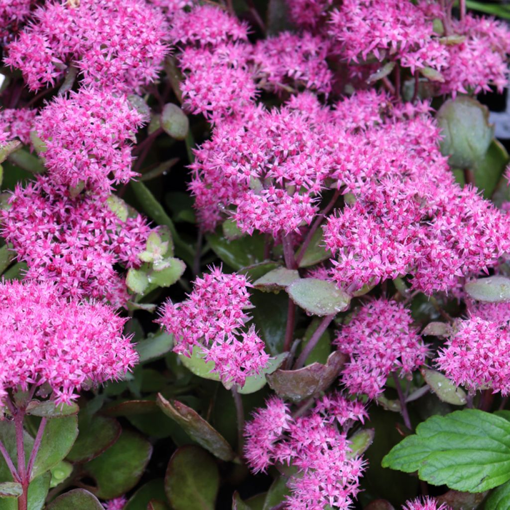 Sedum Mr Goodbud - Autumn Stonecrop