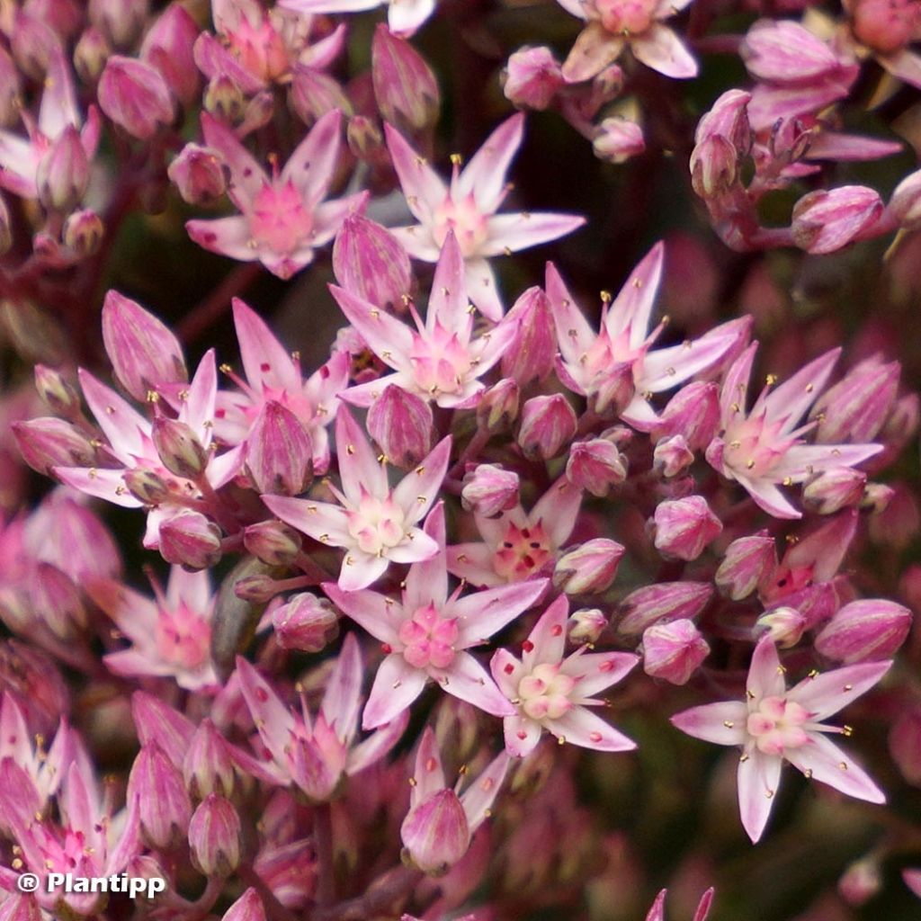 Sedum SUNSPARKLER® Jade Tuffet - Orpin