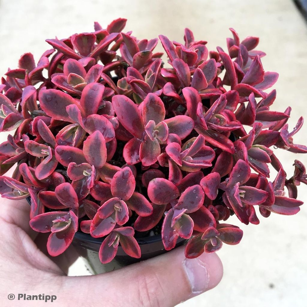 Sedum SUNSPARKLER® Wildfire - Orpin