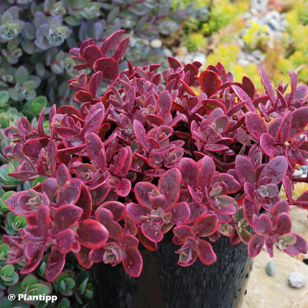 Sedum SUNSPARKLER® Wildfire - Orpin