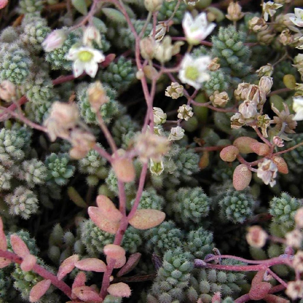 Sedum cyaneum Rose Carpet - Azure stonecrop