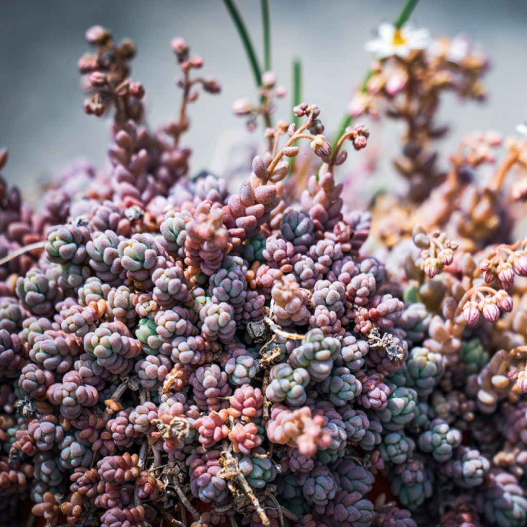 Sedum dasyphyllum - Orpin à feuilles épaisses