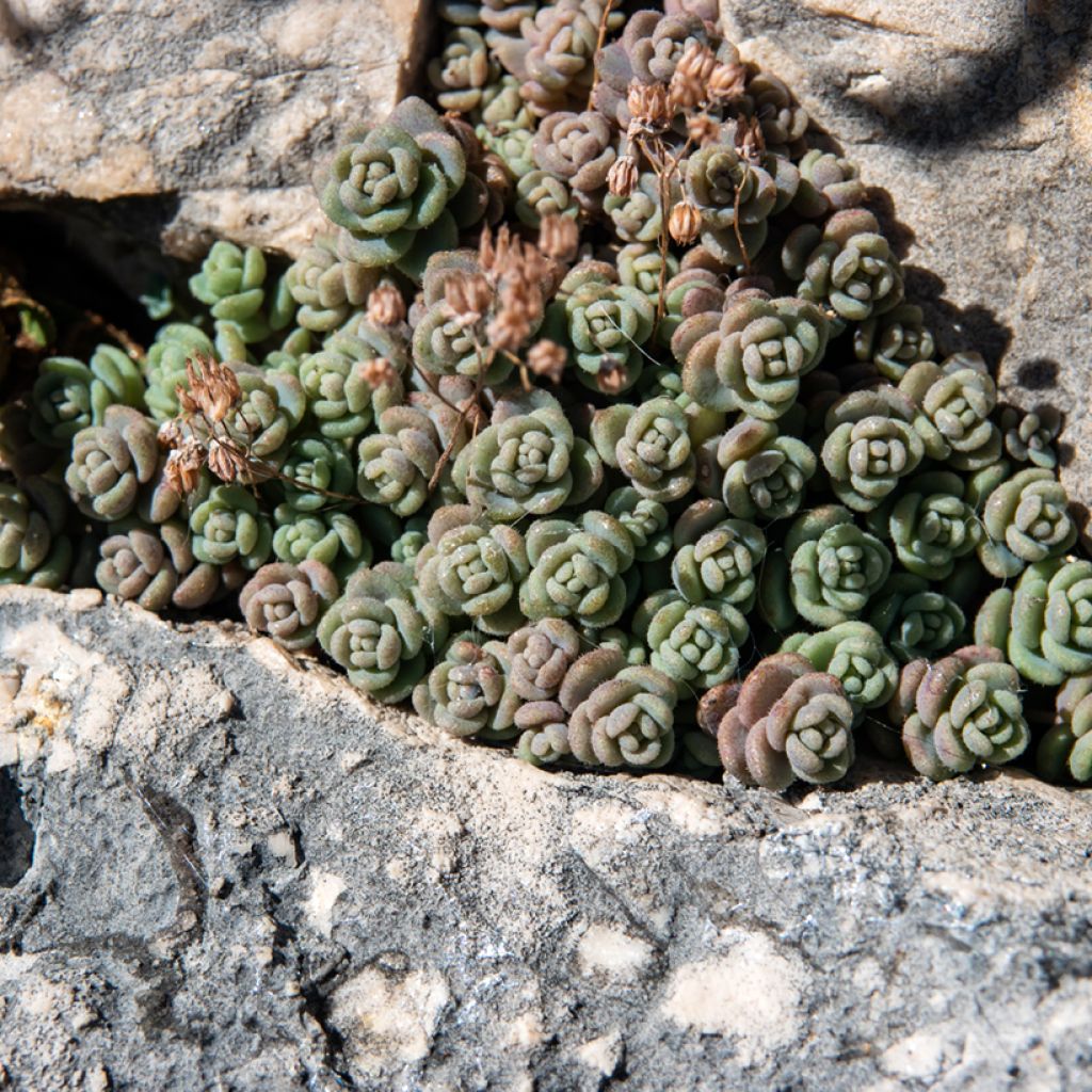 Sedum dasyphyllum - Stonecrop