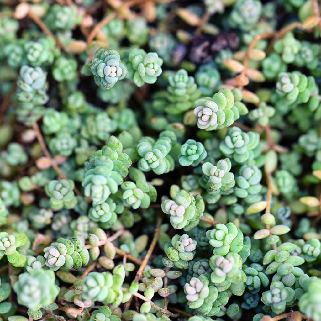 Sedum dasyphyllum - Stonecrop