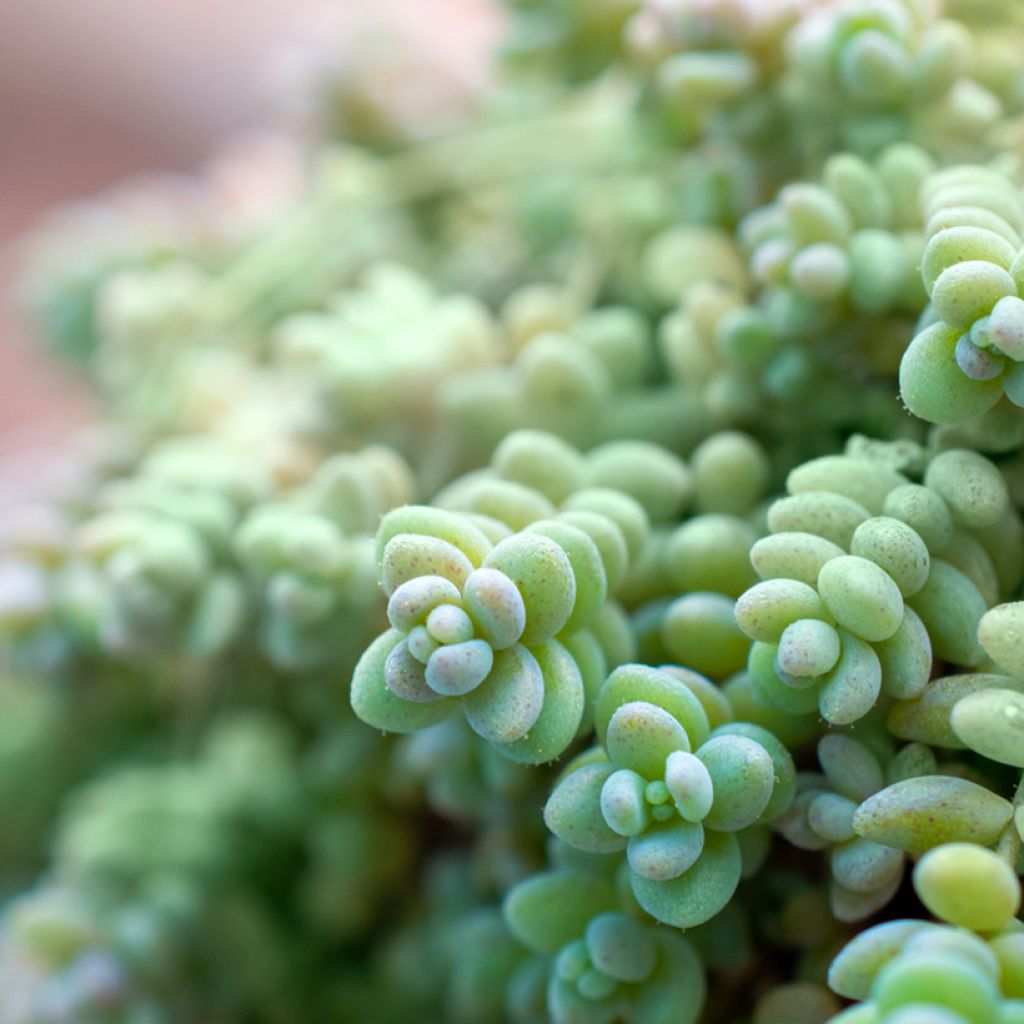 Sedum dasyphyllum - Stonecrop