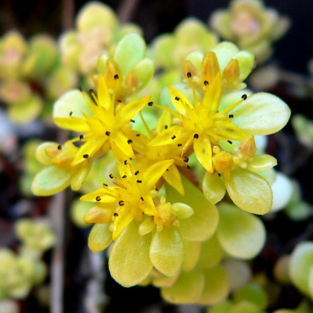 Sedum makinoi Ogon - Orpin