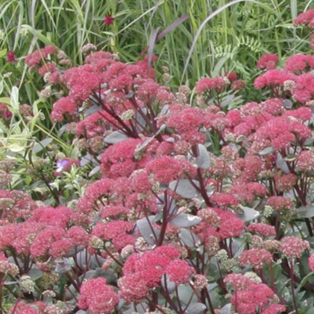 Sedum Red Cauli - Autumn Stonecrop