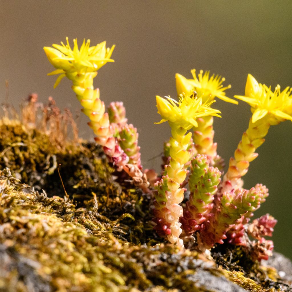 Sedum acre seeds - Stonecrop