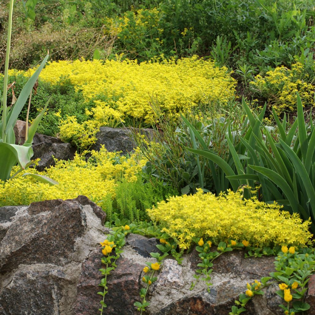 Sedum acre seeds - Stonecrop