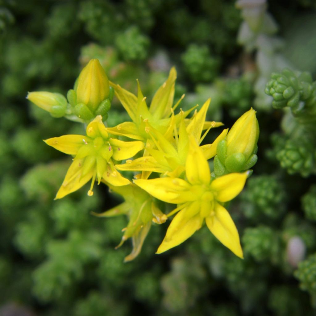 Sedum acre seeds - Stonecrop