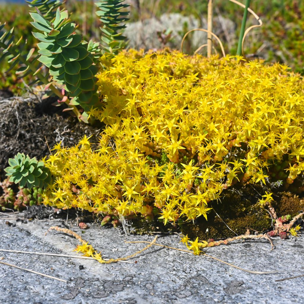 Sedum acre seeds - Stonecrop