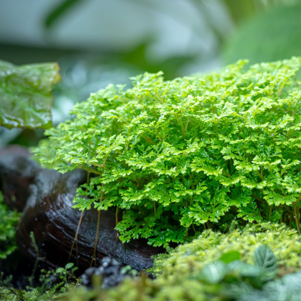Selaginella apoda - Meadow spikemoss