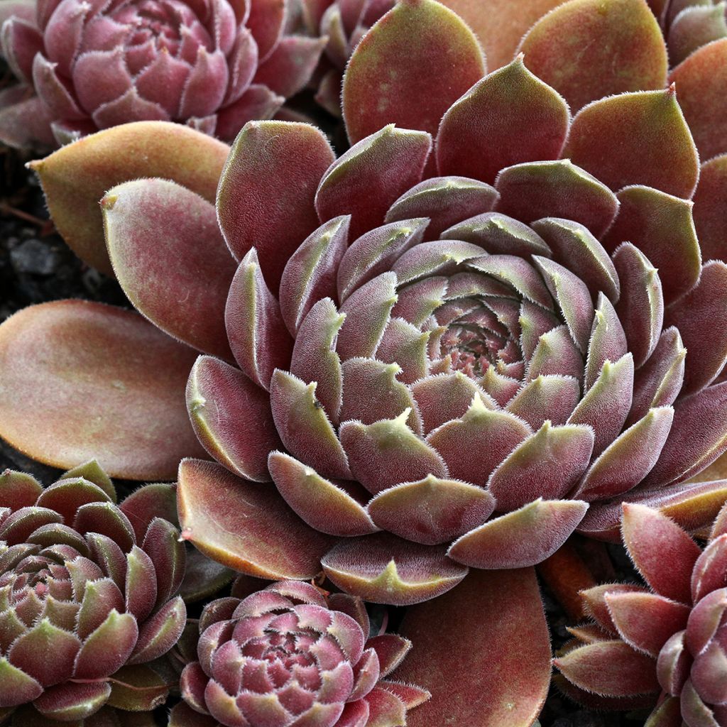 Sempervivum Rauher Kulm - Joubarbe hybride