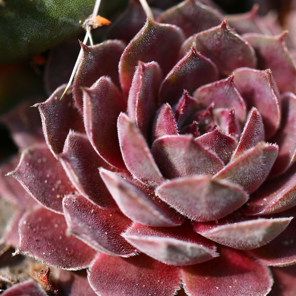 Sempervivum Rauher Kulm - Joubarbe hybride