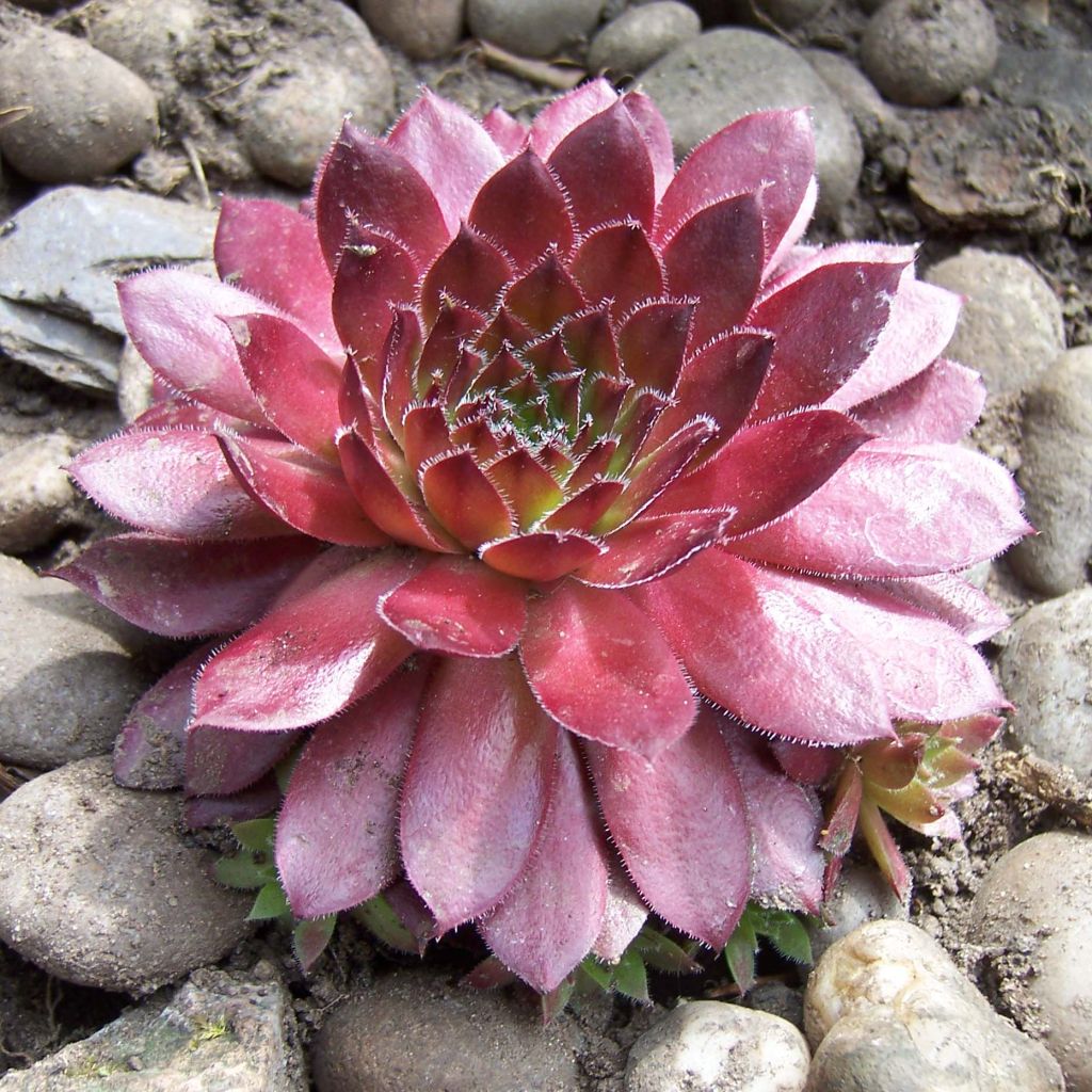 Sempervivum Rubin - Joubarbe pourpre clair