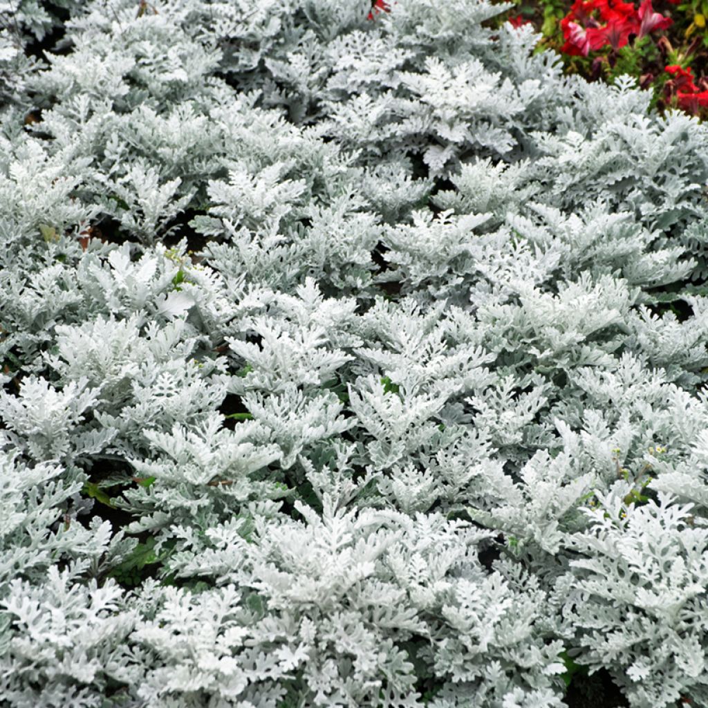 Senecio Silver Gleam