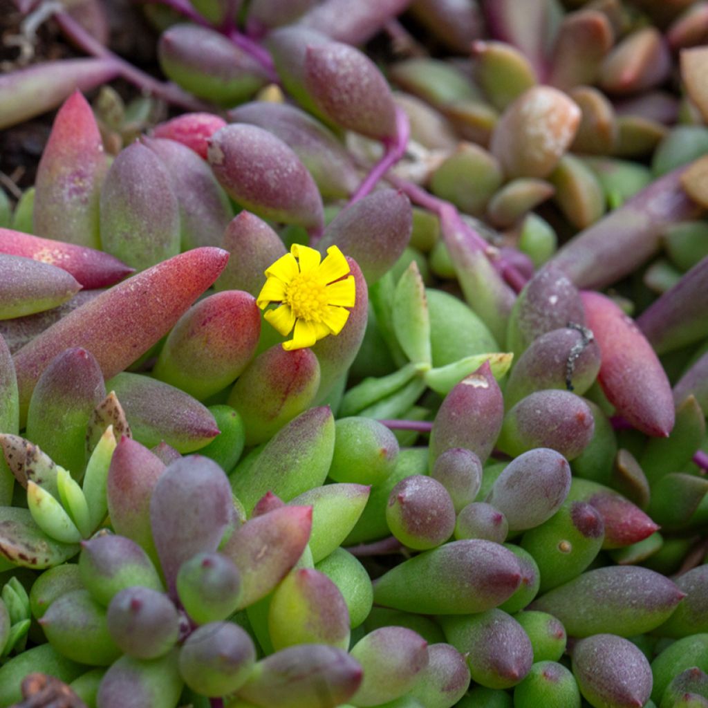 Senecio herreianus Purple Flush - String of tears