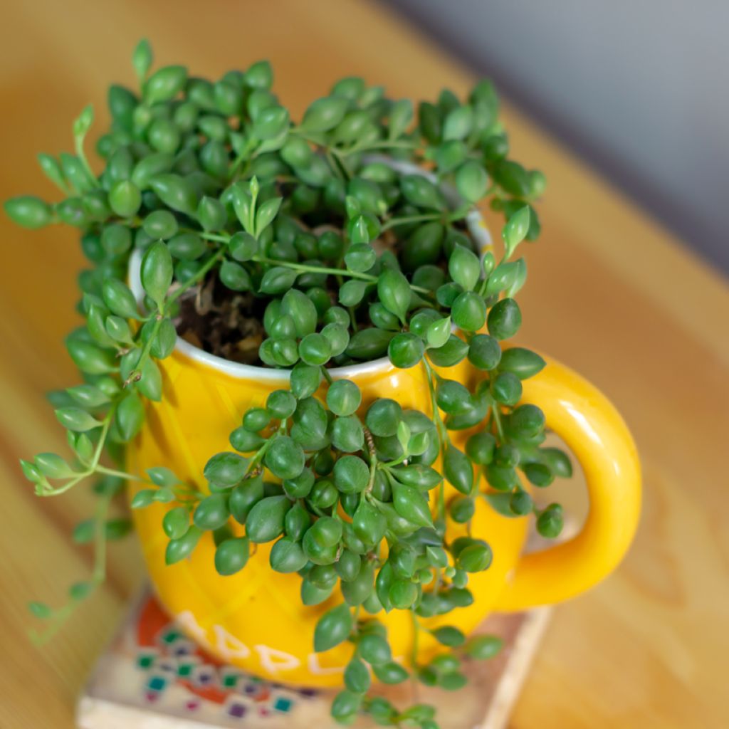 Senecio herreianus - String of tears