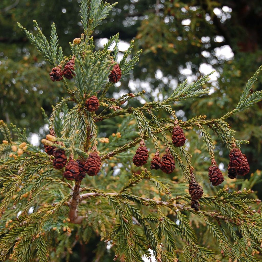 Sequoia sempervirens - Yew-leaved sequoia